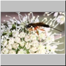 Glypta sp - Schlupfwespe w02c 10mm - OS-Hellern Wiese det06.jpg